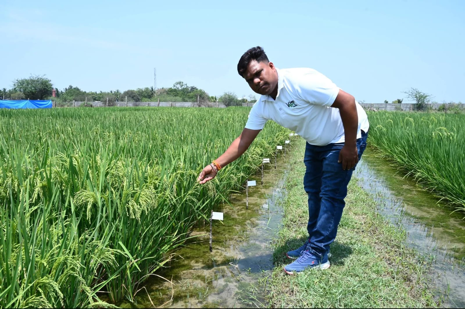 Field inspection of paddy varieties at Medchal