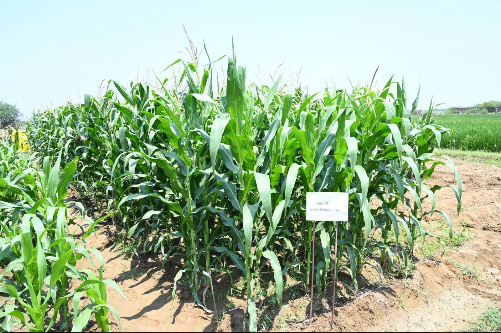 New Maize hybrid trial plots at R&D farm