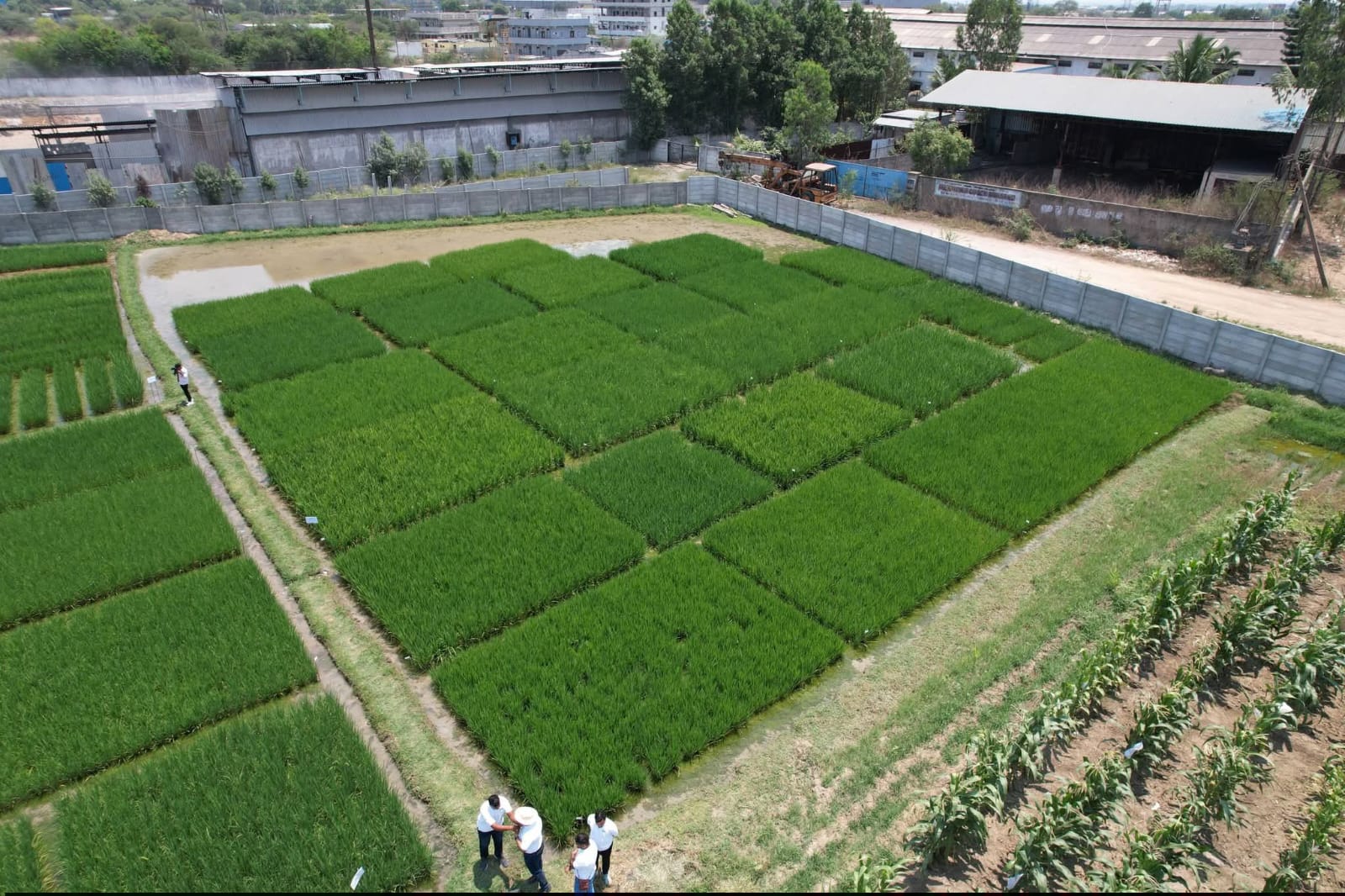 Aerial view of paddy trial plots at R&D center