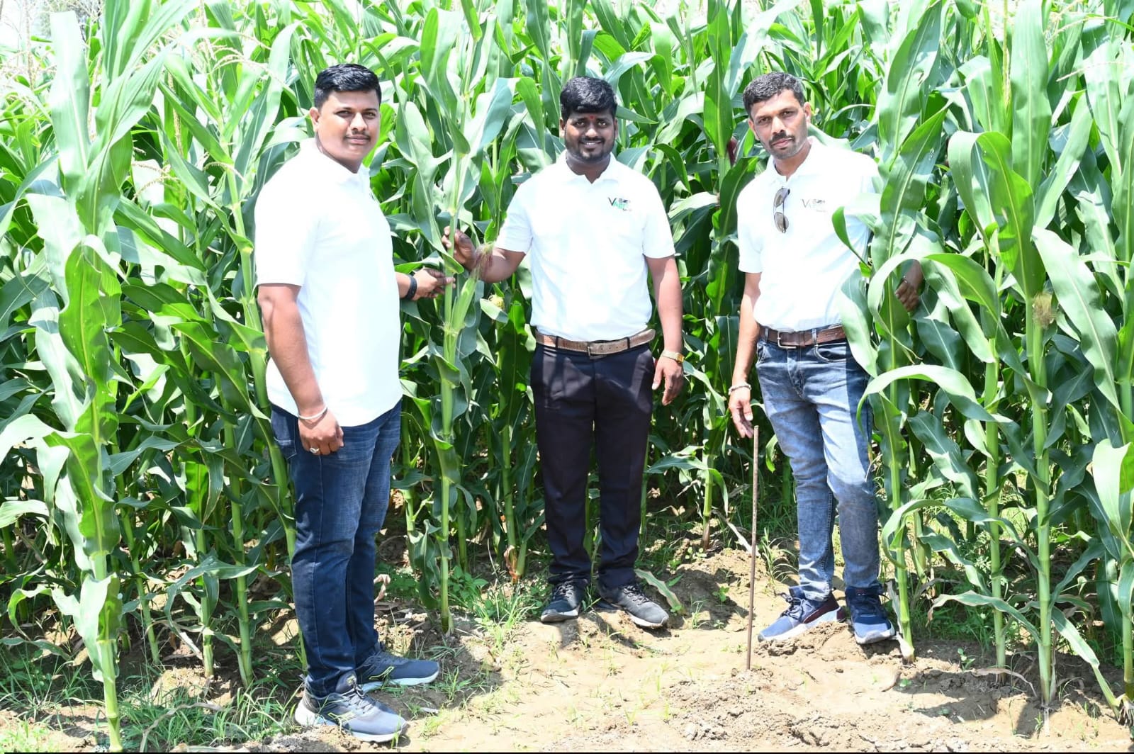 Team inspecting Maize plant height in field