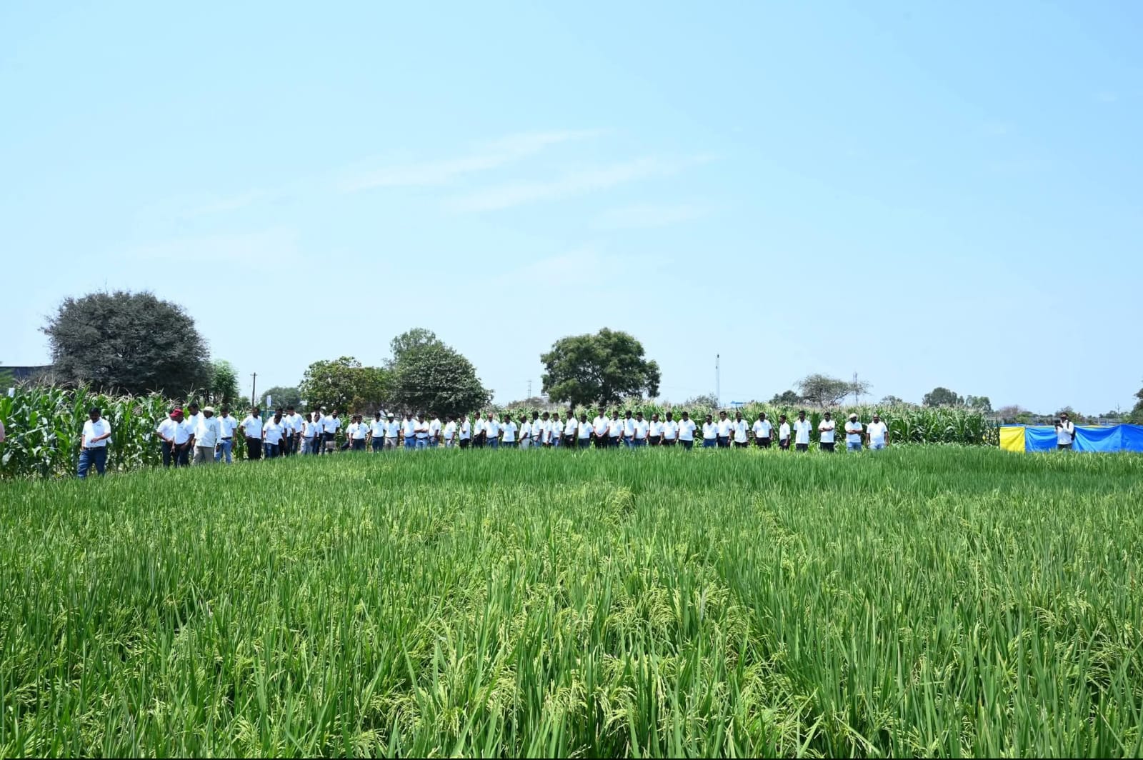 Team observing paddy crop performance