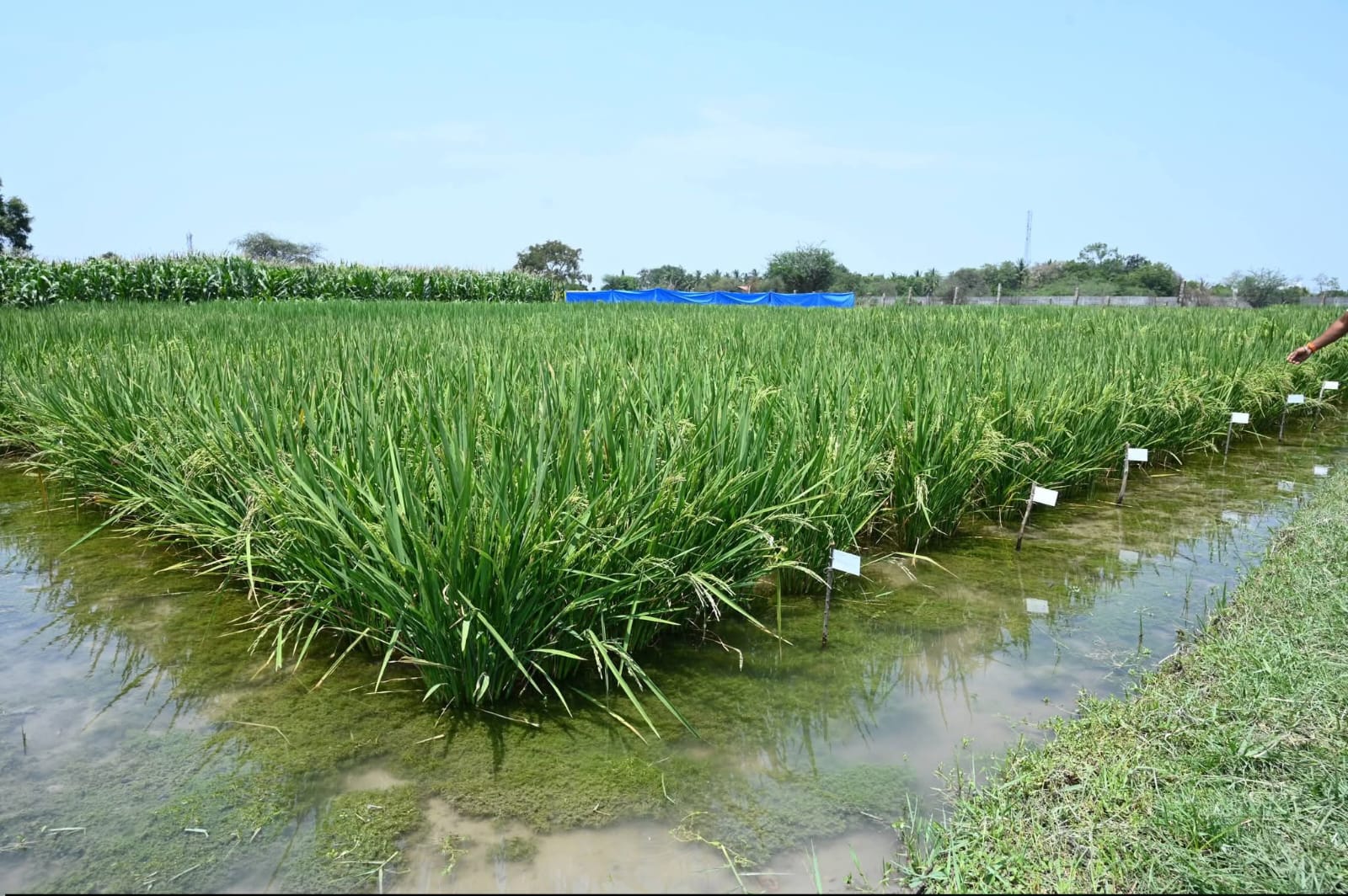 Paddy variety trial plots with labeled rows