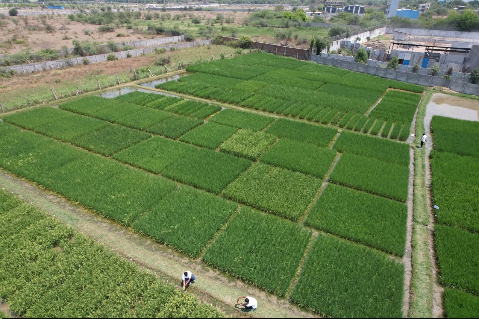 Aerial view of R&D paddy plots at Medchal farm