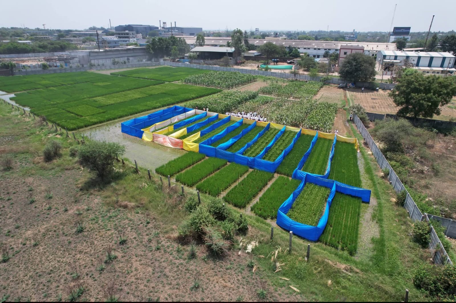 Aerial view of R&D paddy nursery plots at Medchal — Hyderabad