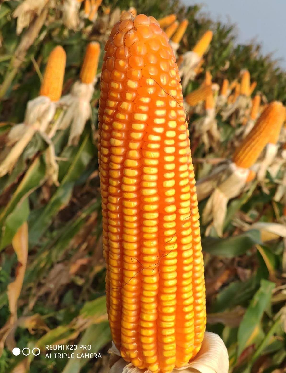 Premium quality Maize cob from Vasudha hybrid variety