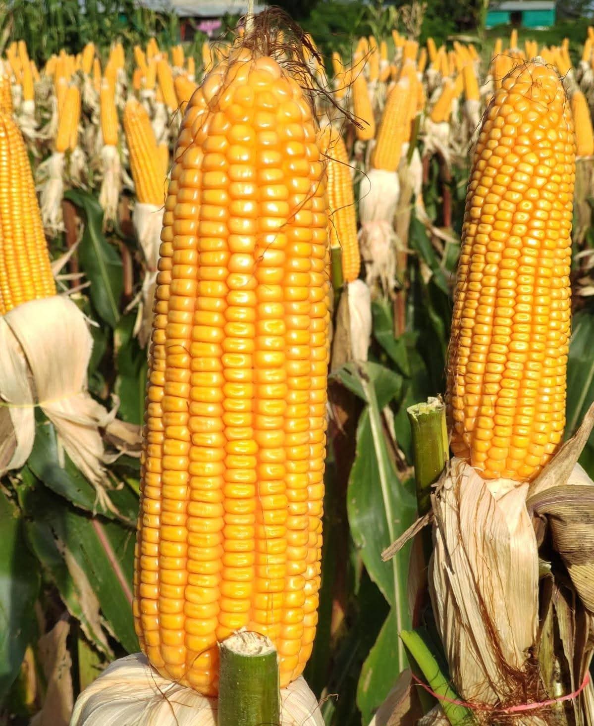 Hybrid Maize cobs in the field