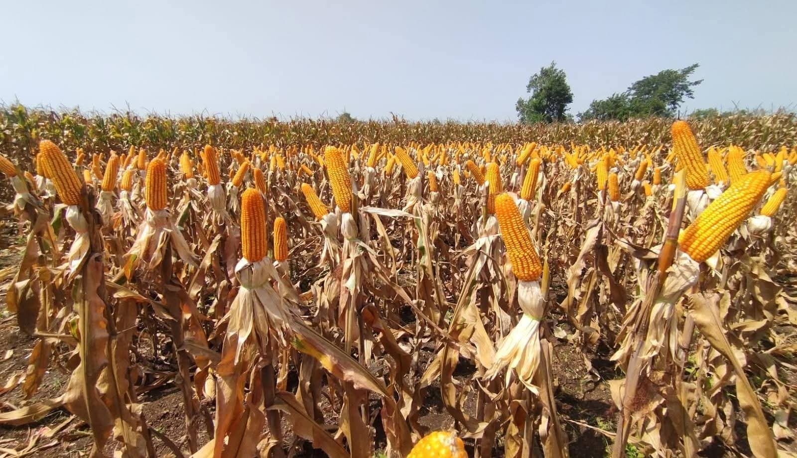 Maize harvest field with golden cobs ready